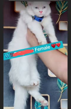 Persian cat