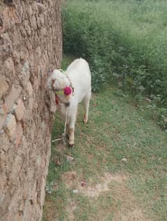 qurbani