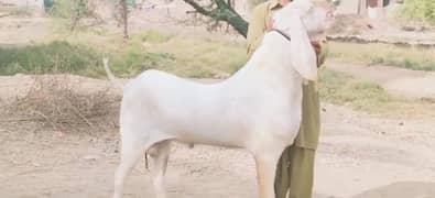 Bakra