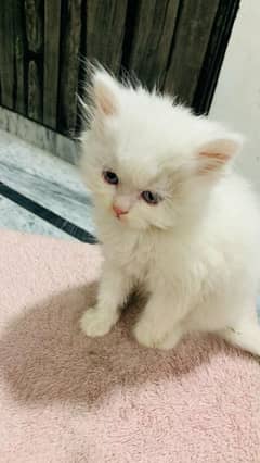 Persian cat female potty train triple code 03304246398 my WhatsApp