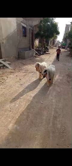 sheeps