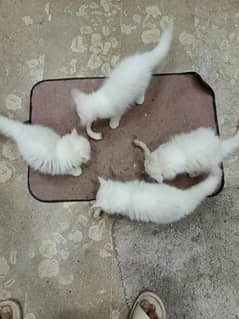 Persian kittens