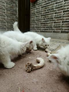 Persian kittens