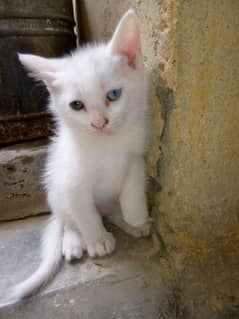 Turkish angora