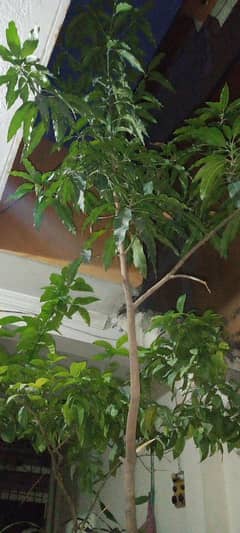 Mango tree.