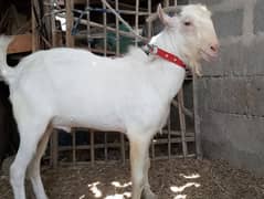 Bakra,Bakre,bakray,Andu,teda,tedi,goat,