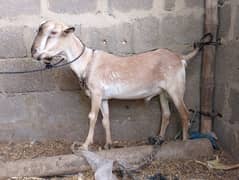 Bakra,Bakre,bakray,Andu,teda,tedi,goat,