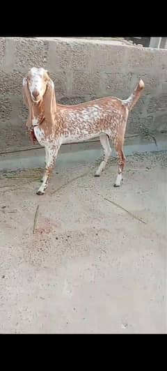 makkhi cheni female for sale