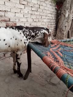 دھندا