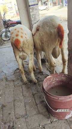 Mundra