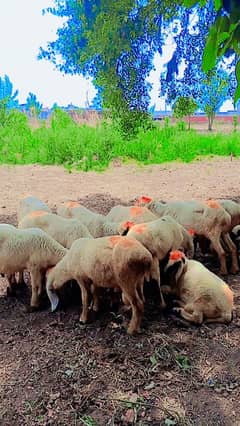 goat far sale jis bhi ko chahia bilkul low price ma