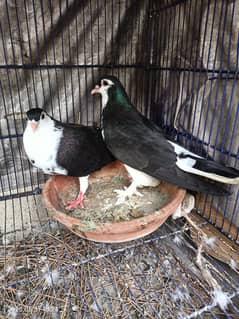 Breader pair ha