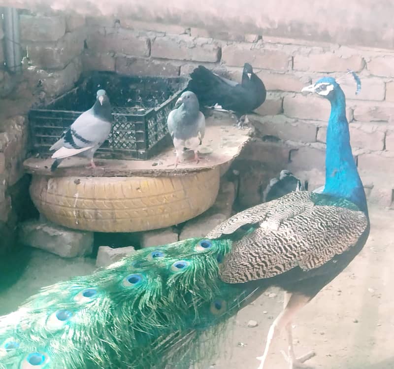 White Rabbits with red eyes, Laky pigeons 2