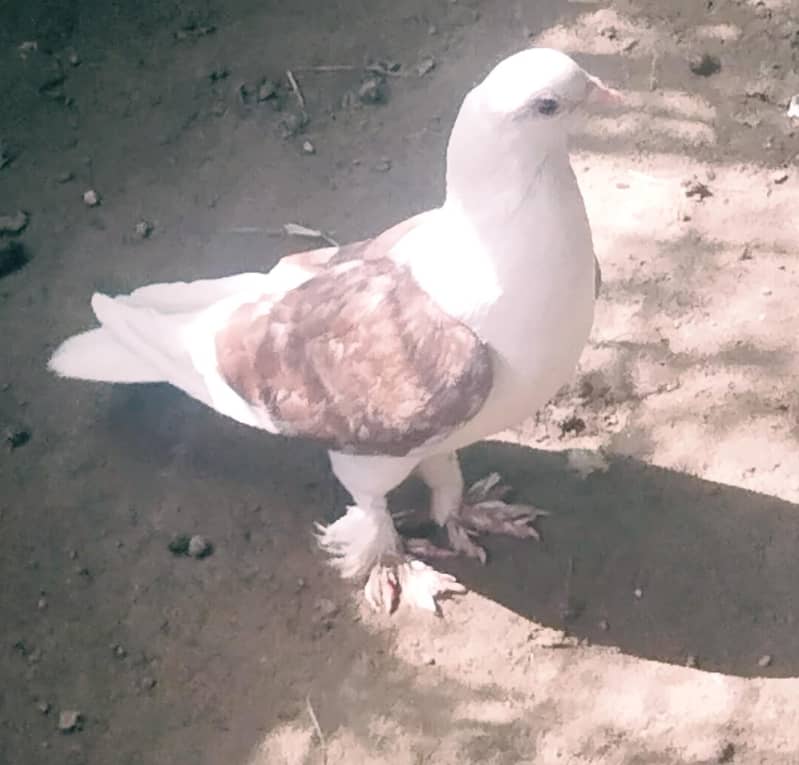 White Rabbits with red eyes, Laky pigeons 3