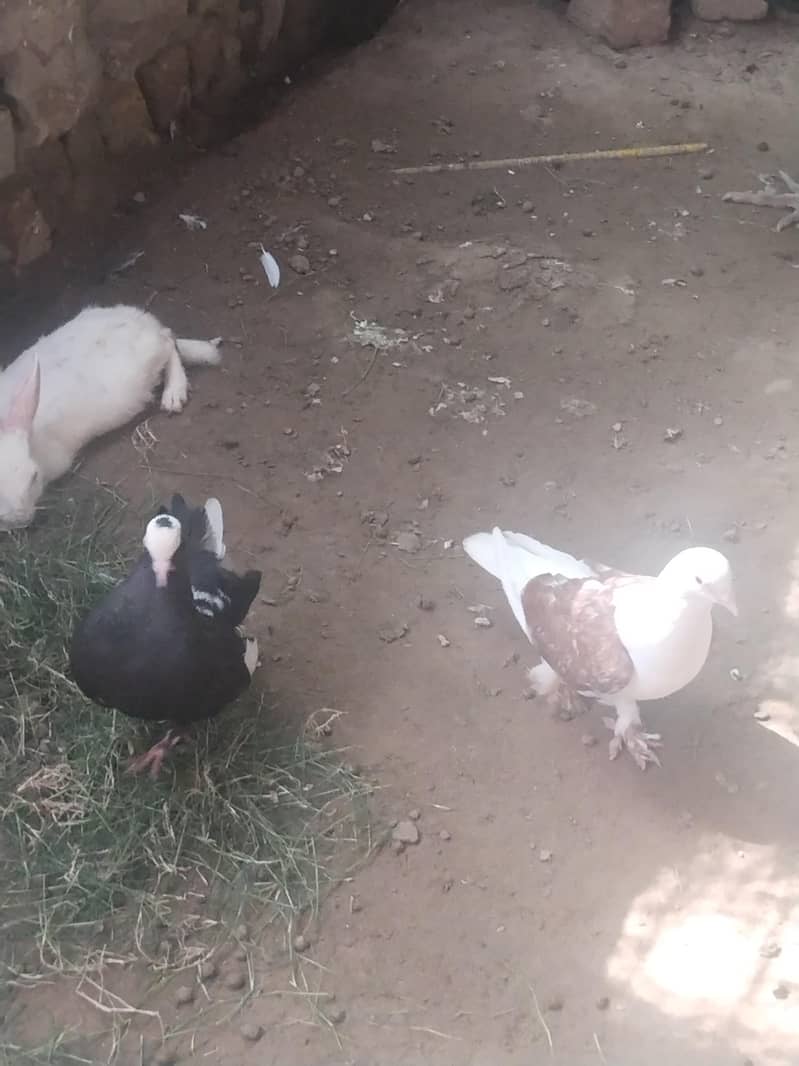 White Rabbits with red eyes, Laky pigeons 4