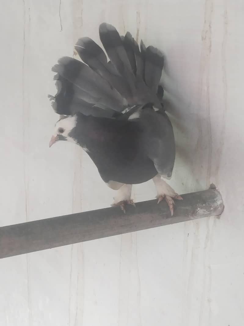 White Rabbits with red eyes, Laky pigeons 6