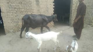 meena