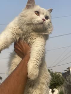 Pure persian cat pair fully vaccinated with pet passport