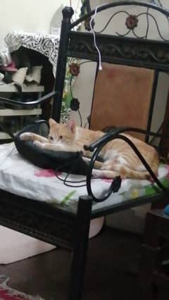 female cat up for adoption