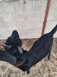black beuty andu bakra