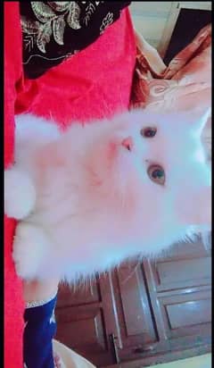 Persian cats kitten Punch face female and male both available