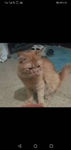 cat for sale
