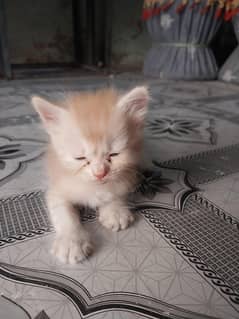cat  sale