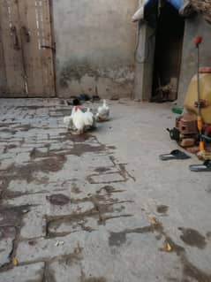 white bantum