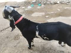 2 daant Khassi Bakray goat for sale