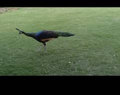 peacock