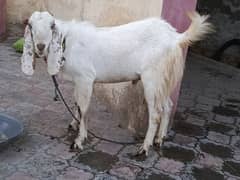 Bakra for sale
