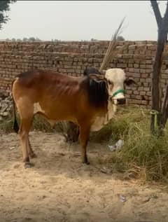 Cow | bull available for Bakra Eid qurbani
