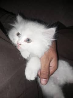 Persian cat