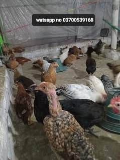 Golden misri chicks for sale. watsapp no . . 0370-053-9168