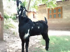 bakra