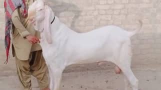 Qurbani lagwane wala bakra For Sale WhatsApp 0326,9382,133