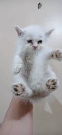 Persian kittens