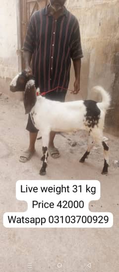 Bakra