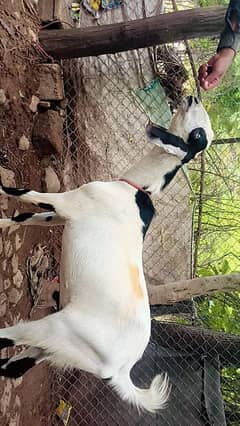 Qurbani