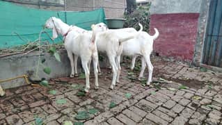 bkray