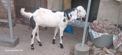 Eid goat