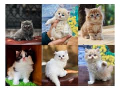 Persian hamalian british punch face piki face cat's and kitten's