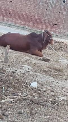 sell wachhà