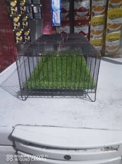 bird