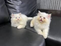 Female kitten punch face