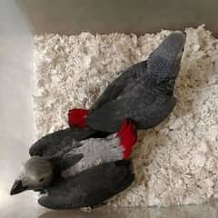 African grey parrot chick 03248667902