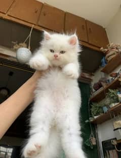 pershion Tripple cooted punch kittens