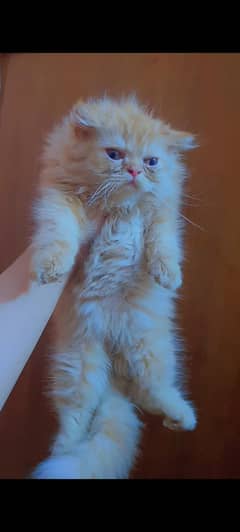 Persian