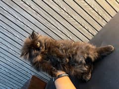 Male kitten 03234102419
