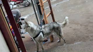 urgent sell krni h